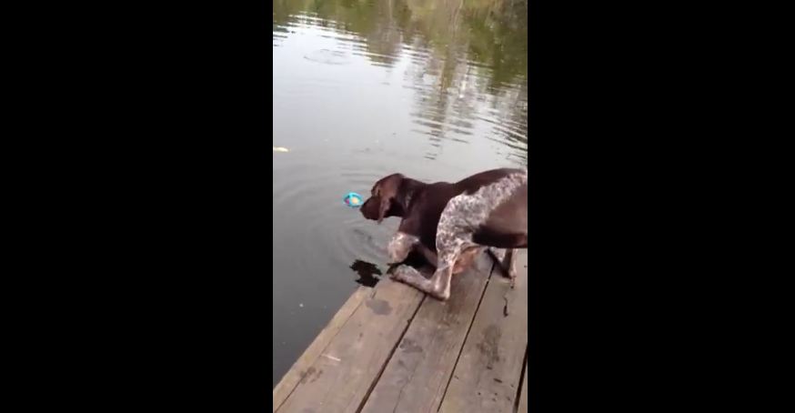 Dog Drinks Lake Water to Fetch Ball!