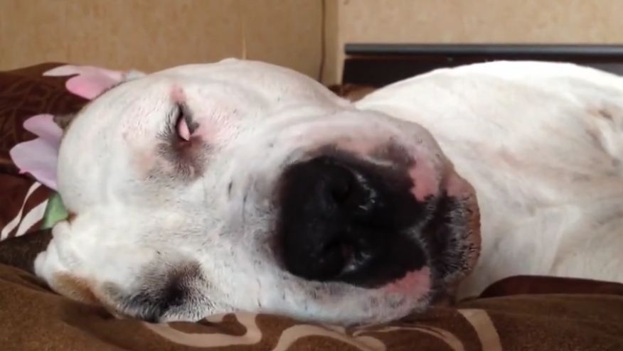 Sleeping dog caught in the middle of intense dream