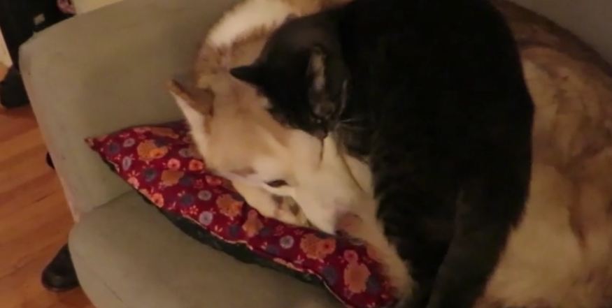 Cat gets comfortable on sleeping Husky