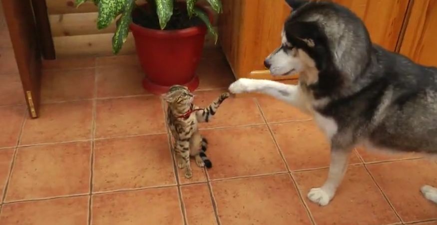 Husky Encourages Uninterested Cat to Play