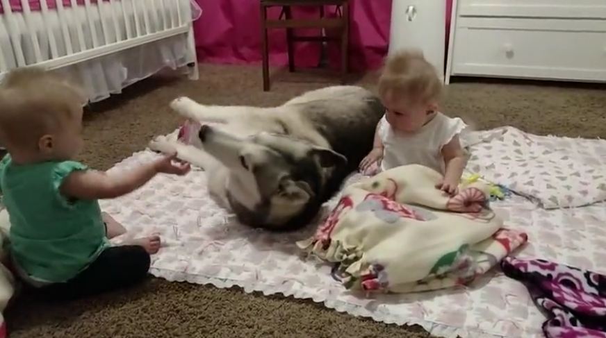 Husky adorable entertains twin babies