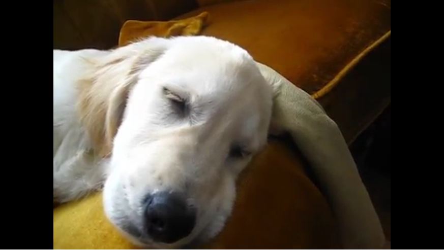 Sleeping Golden Retriever sings along to harmonica