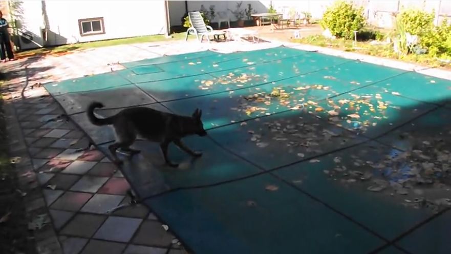 German Shepherd snatches ball from pool cover