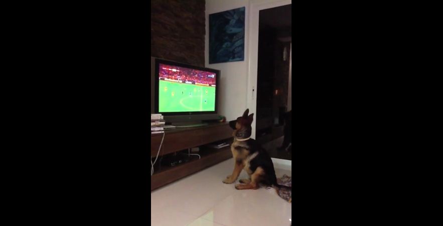 German Shepherd intensely watches soccer game