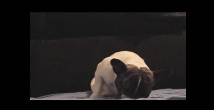 French Bulldog struggles to stay awake