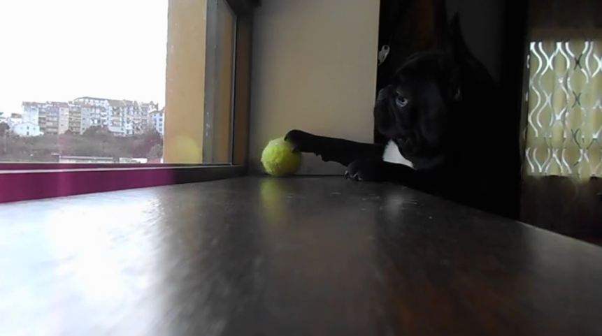 Determined French Bulldog struggles to reach ball