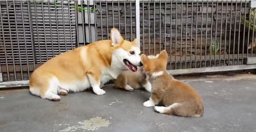 Puppies adorably attack Zeus the Corgi