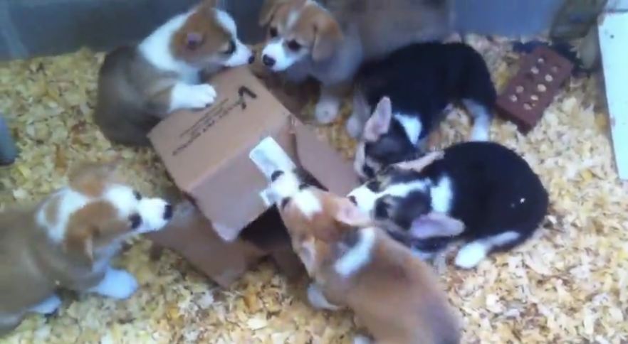 Adorable Corgi puppies attack cardboard box