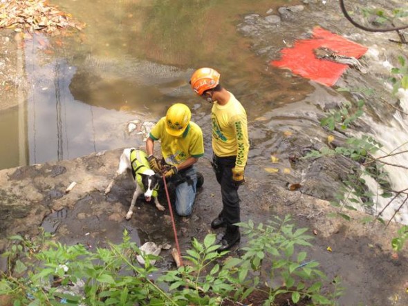 Dog Spends Two Days Trapped in River then Finds Forever Home