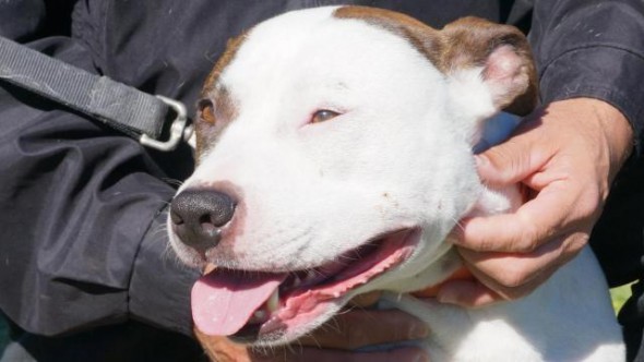 UPDATE: Retired Military Dog Reunited with Soldier he Served With