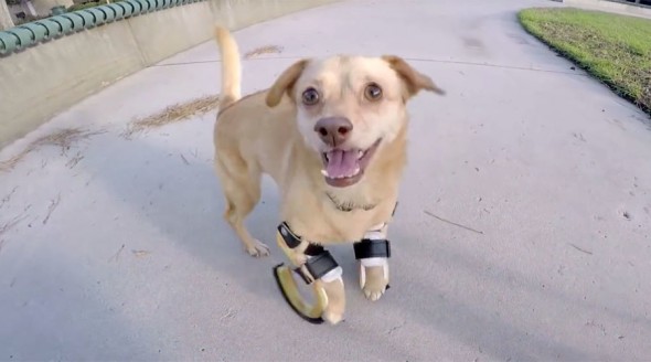 Dog Abandoned due to Disability Gets Second Chance