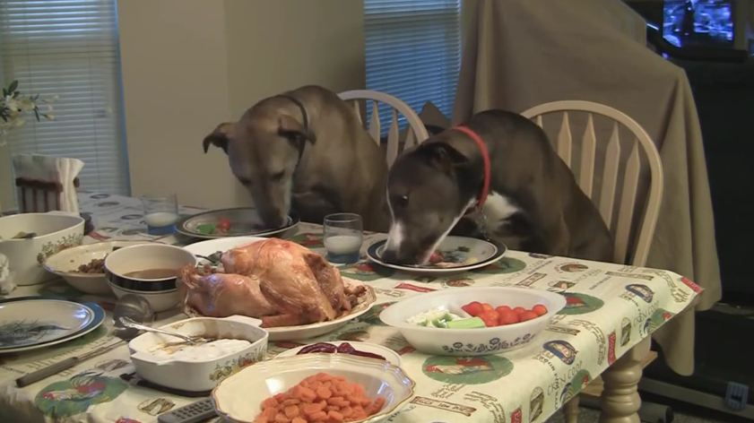 Dogs Get invited to Thanksgiving Dinner