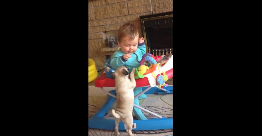 Baby boy captivated by pug puppy