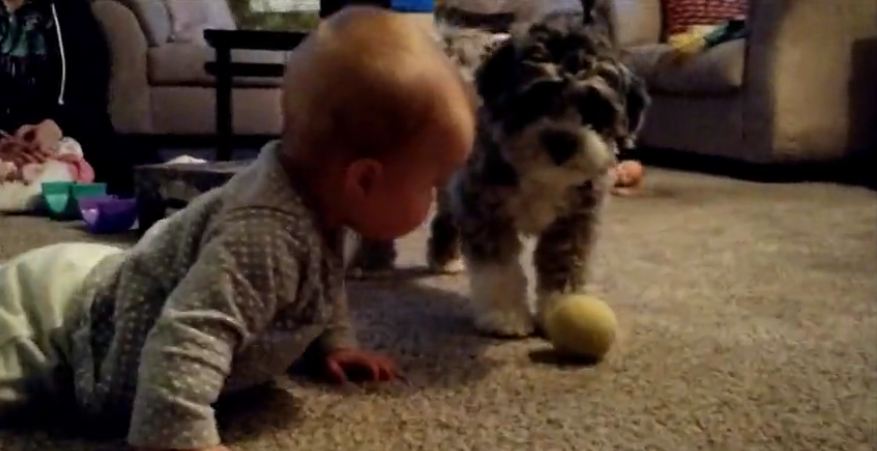 Puppy plays fetch with baby