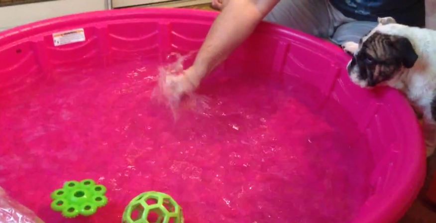 Puppy plays in baby pool for first time, loves it!