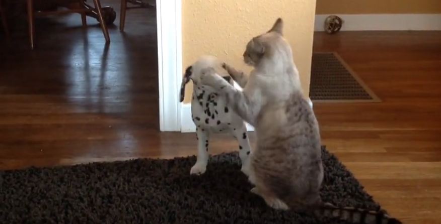 Dalmatian puppy plays with cat for first time