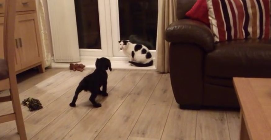 Puppy Meets Cat For First Time!
