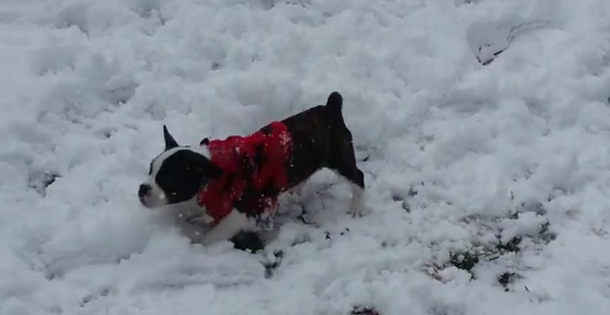Puppy Experiences Snow For First Time