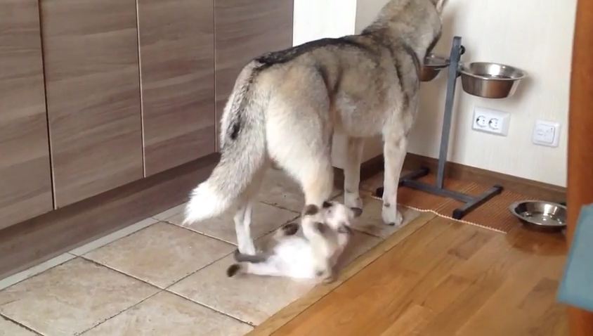 Kitten Decides To Annoy His Husky Friend During Dinnertime — So Funny!