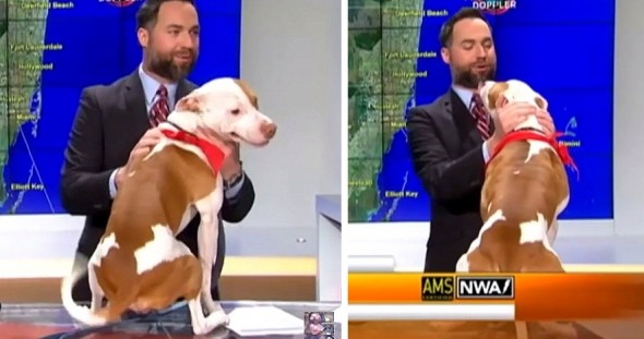 Rescue Dog Showers Meteorologist with Love