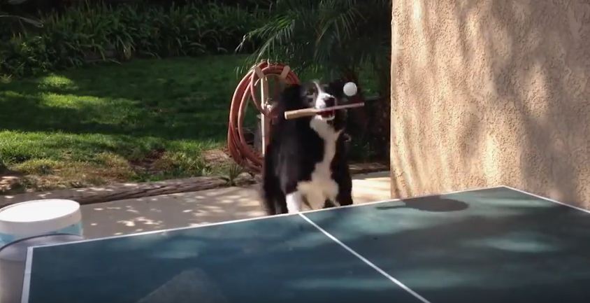 This Dog Can Play Ping Pong Better Than A Human!