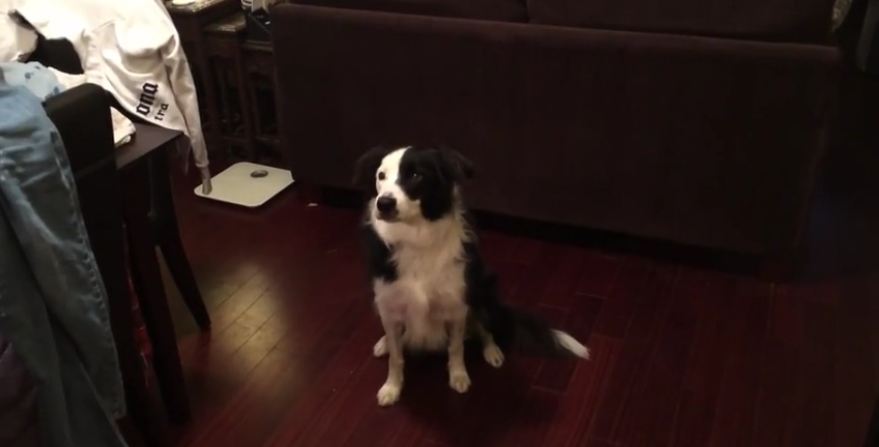 Border Collie is a breakdancing phenom!