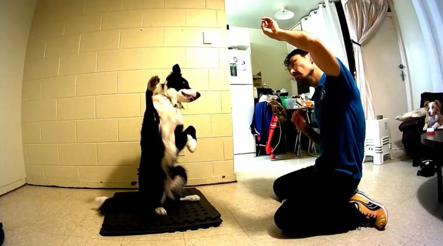 Border Collie mimics owner’s movements