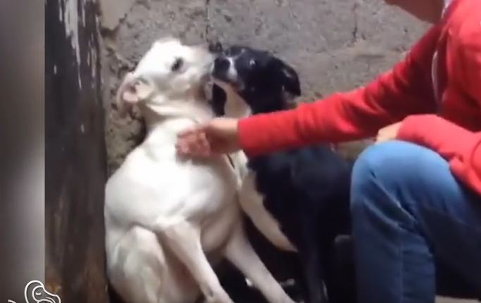 Watch These Dogs Feel The Warm Touch Of A Loving Hand For The Very First Time