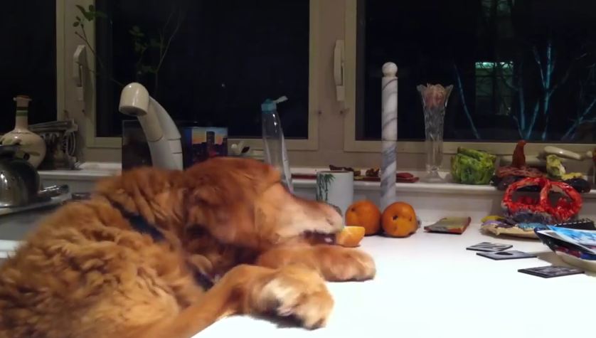 Dog Dancing for Their Thanksgiving Dinner