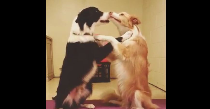 Border collies share loving moment