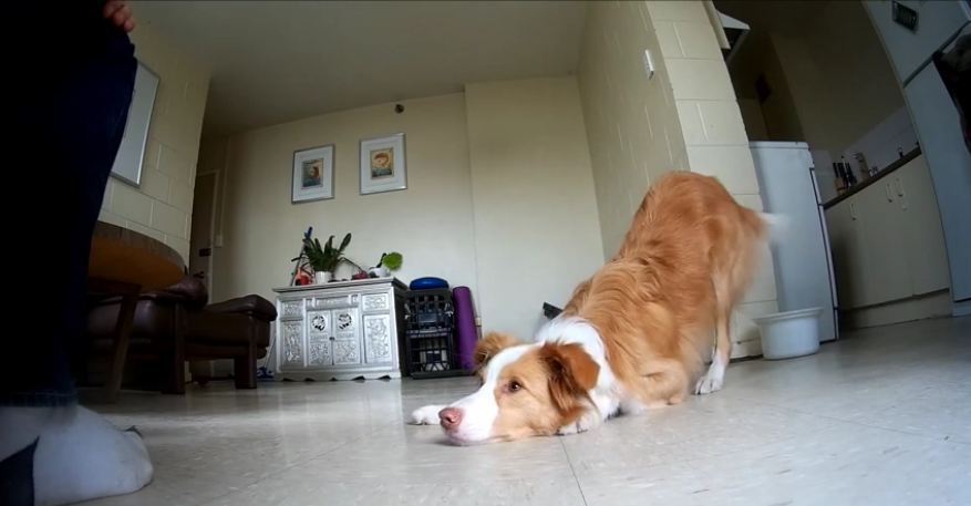 Border Collie practices her dance moves