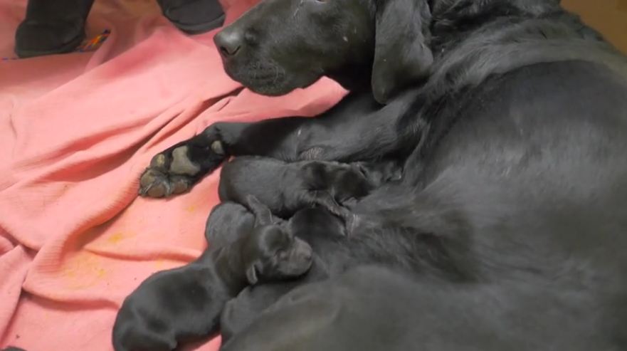 Cuteness overload: Day old puppies!