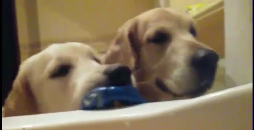 Golden Retrievers invade owner’s privacy during bath time