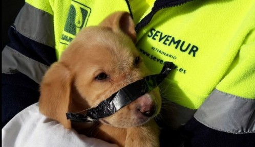 Neighbors Help Save Garbage Puppy with Tapped Snout