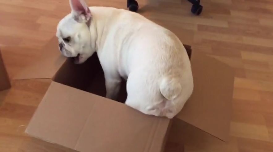 Cardboard box channels French Bulldog’s inner cat