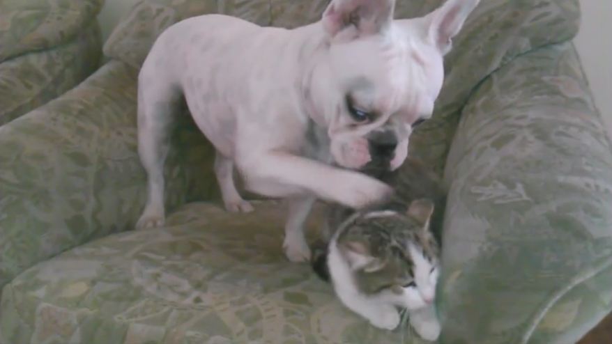 French Bulldog attempts to befriend cat