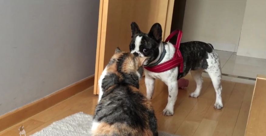 French Bulldog desperately tries to play with unamused cat