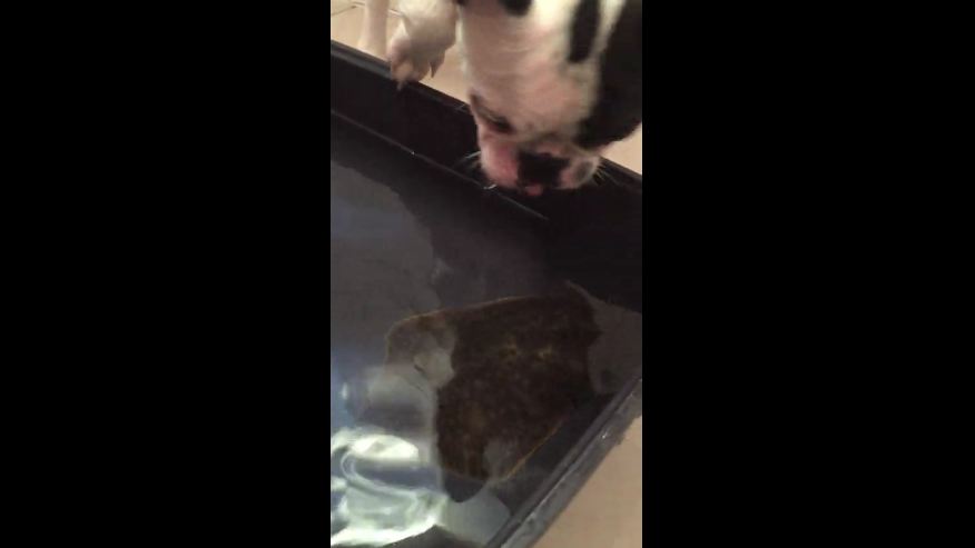 French Bulldog puppy fascinated with fish