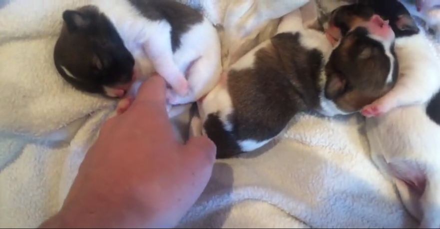 Tickling newborn puppies – this will melt your heart!