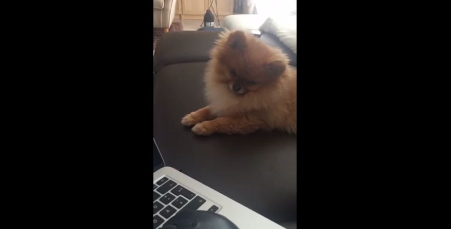 Dog’s priceless reaction to ‘Hello’ by Adele