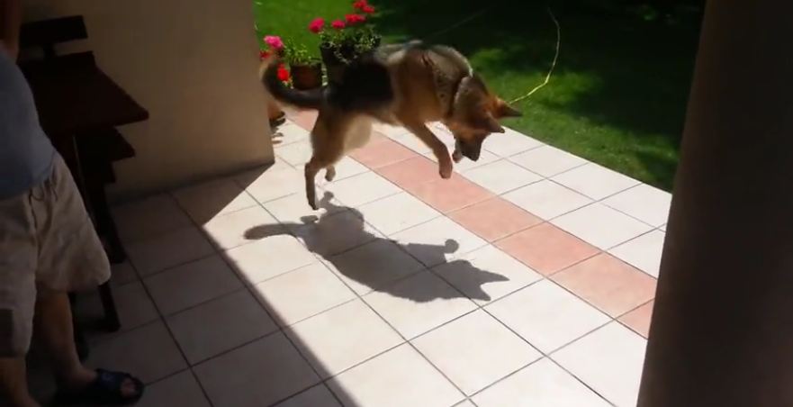 Dog’s priceless reaction after discovering shadow