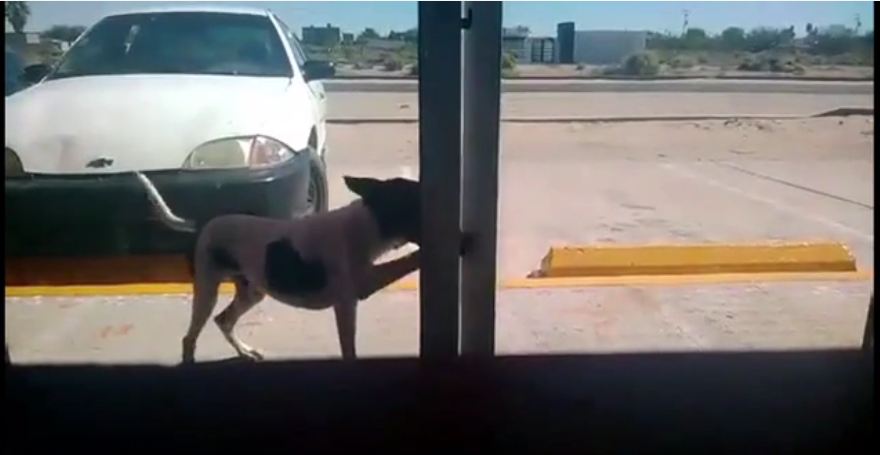 Stray dog checks himself into animal clinic