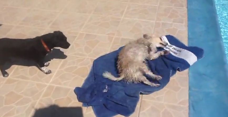 Dog uses towel to dry himself