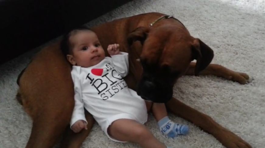 Cute baby uses boxer dog as pillow