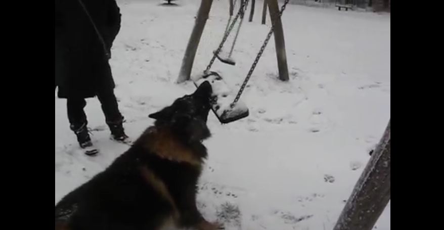 Determined Dog Battles Swing