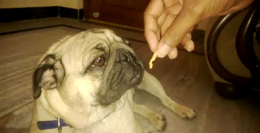 Lazy Pug Dog Not Interested in Cookie