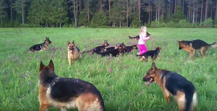 This Little Girl Has A Blast Hanging Out With Her Besties…14 German Shepherds