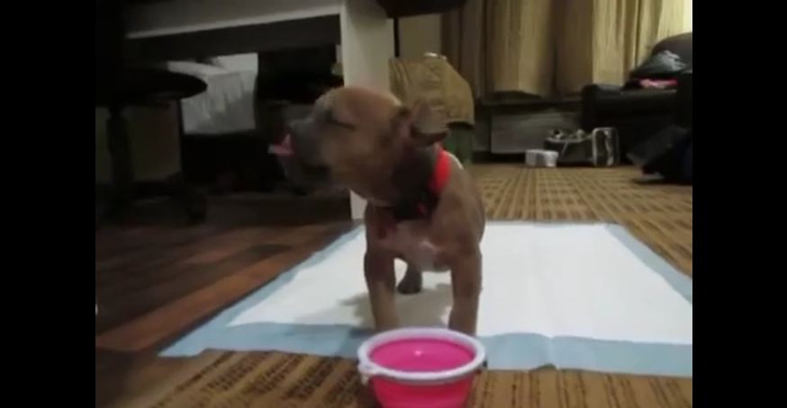 A Rescued Puppy Completely Forgets How To Dog When She Goes To Drink Water