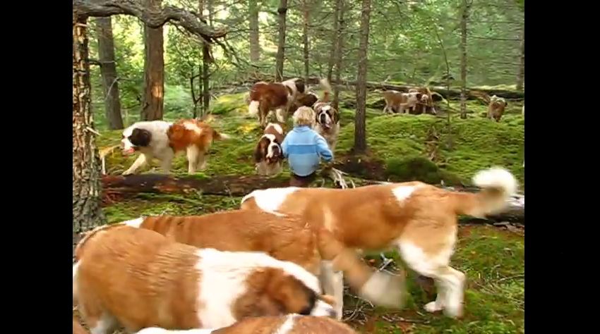 This Is What It’s Like To Walk Through The Woods With 42 Hulking Saint Bernards