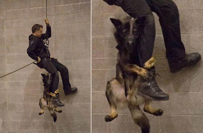 This Police Dog Is Apparently Not A Fan Of This New Kind Of Training At Work